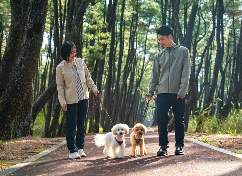 松林の遊歩道を愛犬と散歩する2人