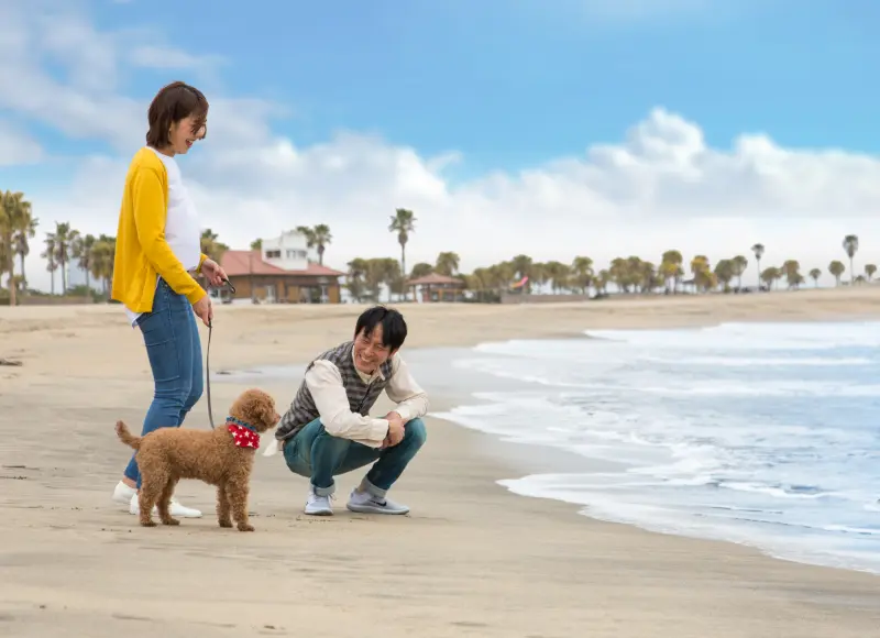 ビーチで愛犬と散歩