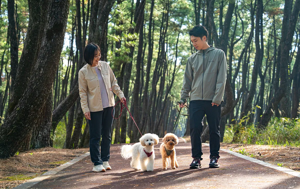松林の遊歩道を犬と散歩する2人